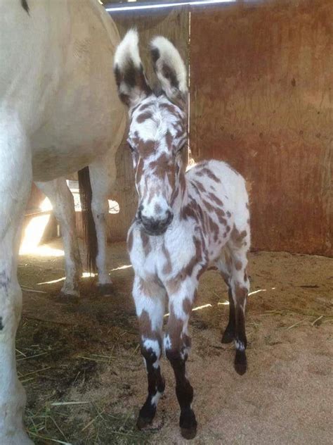 57 best Mule & Donkey Colors & Markings images on Pinterest | Beautiful ...