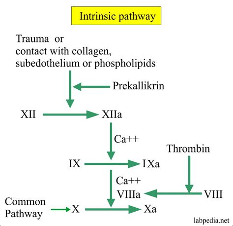 Coagulation – part 6 – Activated Partial Thromboplastin Time (APTT), Partial thromboplastin time ...