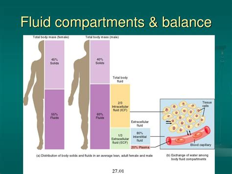 Fluid And Electrolyte Activities