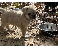 4 Frug puppies available in Columbia - Puppies for Sale Near Me