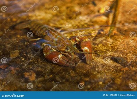 Signal Crayfish Pacifastacus Leniusculus Climbs On Stone In Water At