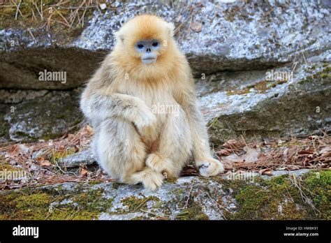 China Shaanxi Province Qinling Mountains Golden Snub Nosed Monkey