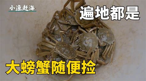 個個排水抽塘，阿富趕海來到排水口，發現多種海鮮抓到爆桶【小漁趕海v】 Youtube