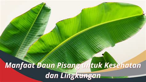 Manfaat Daun Pisang Untuk Kesehatan Dan Lingkungan Biotifor