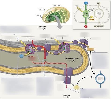 Campbell Biology 1305 Photosystems Diagram Diagram Quizlet