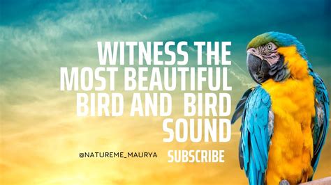 Magnificent Birds Parrot Nature Relaxing Birds Sound Birds