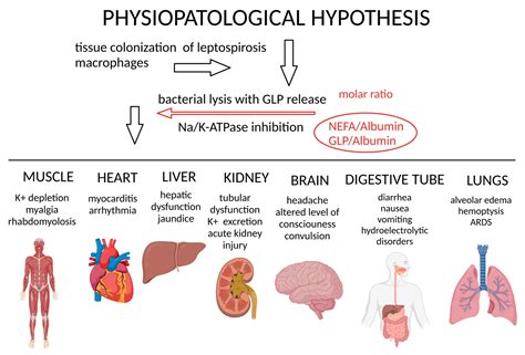 Microorganisms Free Full Text Cellular Pathophysiology Of