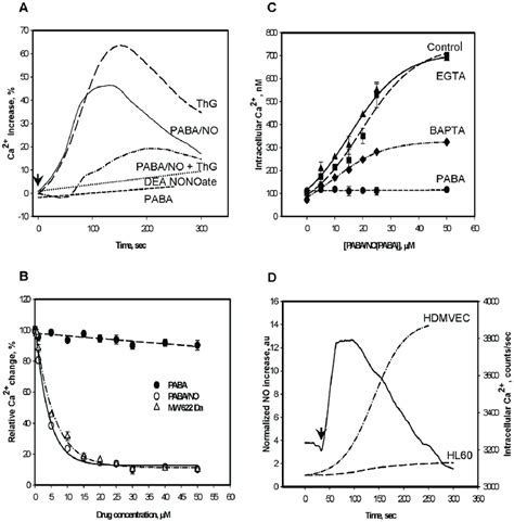 Paba No Treatment Of Hl Cells Results In Temporal And Dose Dependent