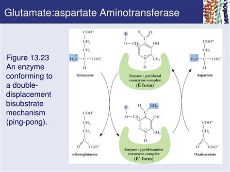 Ppt Chapter 13 Enzyme Kinetics Powerpoint Presentation Id 306340