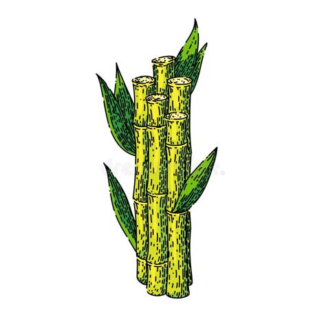 Sugar Cane Sketch Hand Drawn Vector Stock Illustration Illustration
