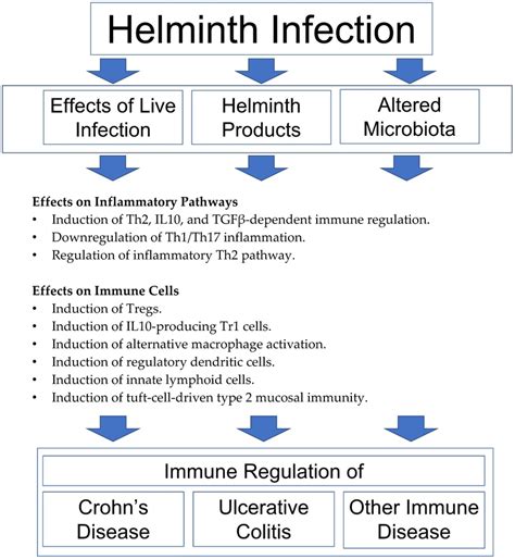 Mechanisms Of Helminthic Immune Regulation Helminth Modulated Immunity