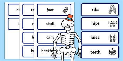 Editable Body Part Word Cards To Support Teaching On Funnybones