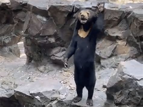 Sun bear standing | China zoo denies its sun bears are 'humans in