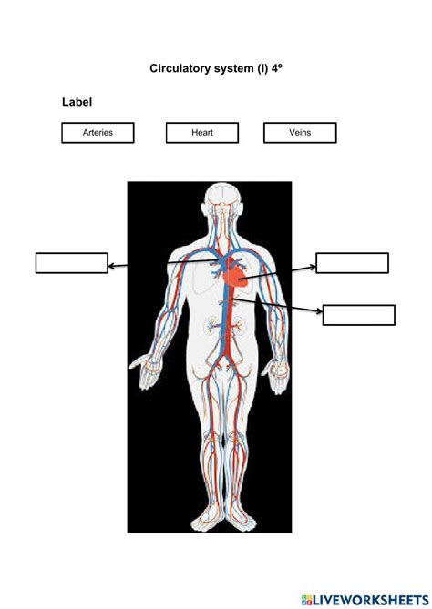 Circulatory System Labeling Worksheet Worksheets Library