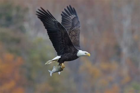 How Big Is A Bald Eagle Wingspan Flybirdworld