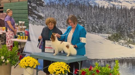 Dog Show Gets Underway In Great Falls