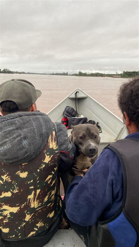 Semma Resgata Mais De Animais Da Enchente Em Ven Ncio Aires