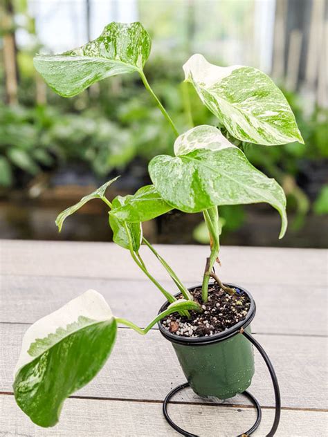 Lg Monstera Del Borsigiana Albo Variegata Actual Plant Kens Rare