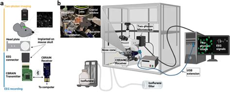 Simultaneous Two Photon Imaging And Wireless Eeg Recording In Mice Heliyon