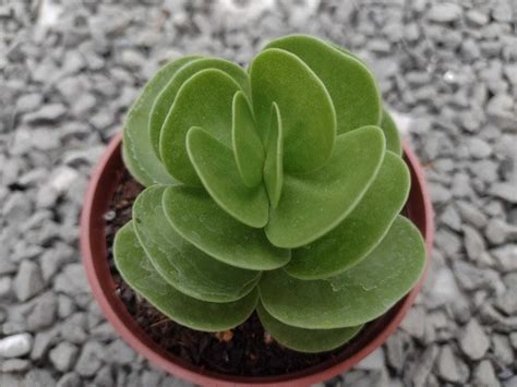 Portulaca Molokiniensis Pote Suculindas Da Ioi