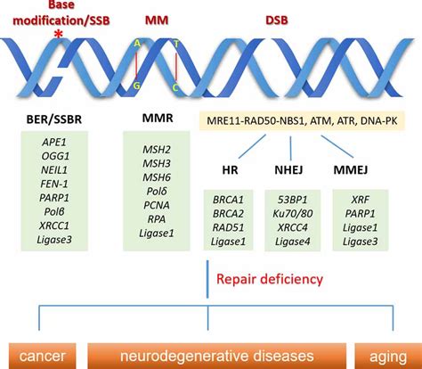 Frontiers DNA Damage And Repair Deficiency In ALS FTD Associated