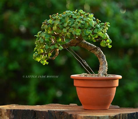 Trunk Bending On A Dwarf Jade Portulacaria Afra By Little Jade Bonsai