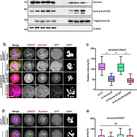 Aurora B Is Modified By K63 Linked Ubiquitination In Mitosis A