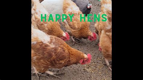 Best Food For Happy And Healthy Hens Youtube