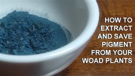 Extracting Pigment From Your Woad Plants And Saving It For Later Use