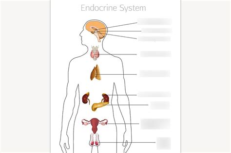 Biopsychology Influence Of Endocrine System Diagram Quizlet