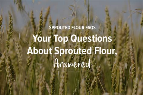 Sprouted Flour FAQs - One Degree Organics