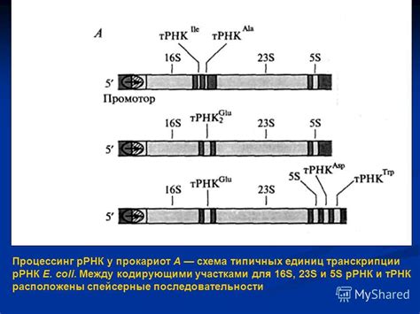 Презентация на тему: "Процессинг рРНК у прокариот А схема типичных ...