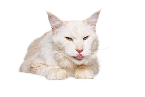 Retrato De Hermoso Gato Peludo Blanco Posando Aislado Sobre Fondo