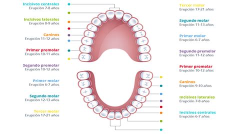 Pin en s a l u d o d o n t o l o g í a Cepillado dental Dientes