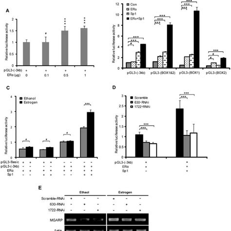 Far Western Blotting Showing Age And Sex Dependent Interaction Of Mouse