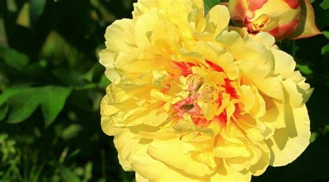 Yellow Peony Varieties To Brighten Your Flowerbeds