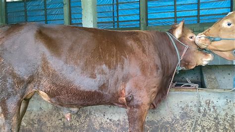 Aktifitas Pagi Kandang Memandikan Sapi Kasih Makan Sapi Kasih Makan Ayam Youtube