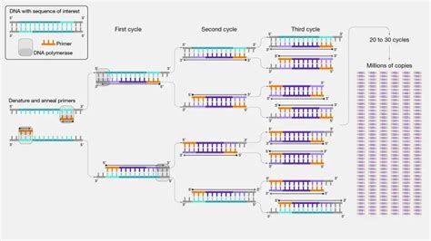 Pcr Machine Definition Principle Parts Types Steps Applications