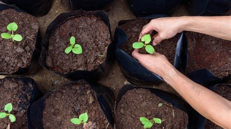 The Benefits Of Using Fabric Grow Bags In Your Garden