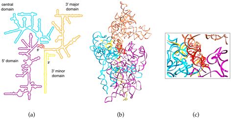 Biomolecules Free Full Text Pre Ribosomal Rna Processing In Human