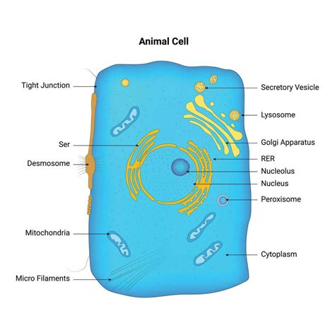 Animal Cell Vector Design Illustration 27892931 Vector Art at Vecteezy