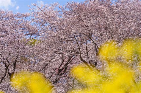 春爛漫 桜と菜の花の競演たかっちゃんαさん αcafe αの写真投稿サイト ｜ ソニー