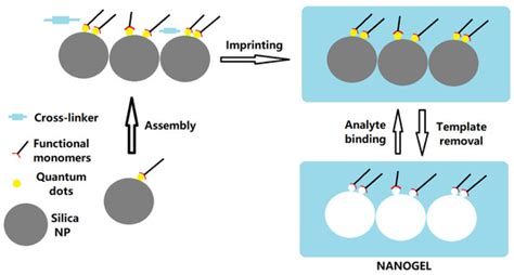 Chemosensors Free Full Text Nanogel For Selective Recognition Of