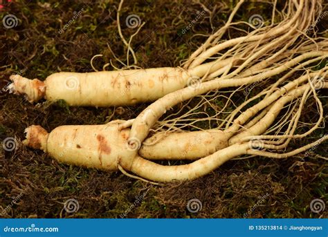 Korean Wild Root Ginseng A Close Up Of The Wild Most Famous Medicinal