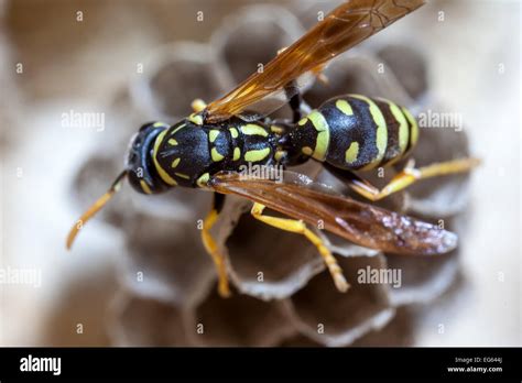 Queen Wasp Nest Hi Res Stock Photography And Images Alamy