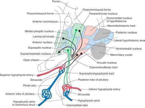 The Hypothalamus Neupsy Key