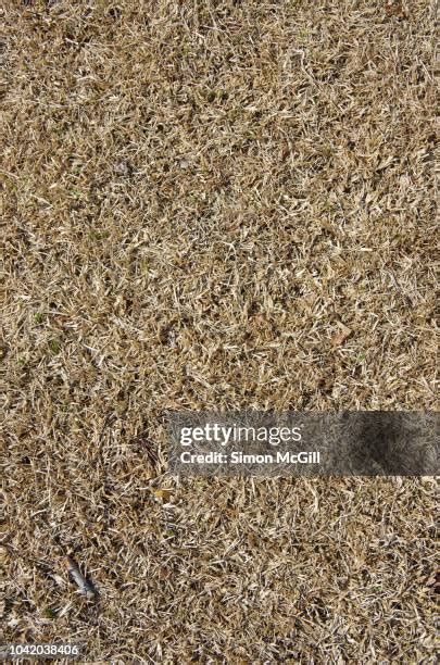 Dead Lawn Top View Photos And Premium High Res Pictures Getty Images