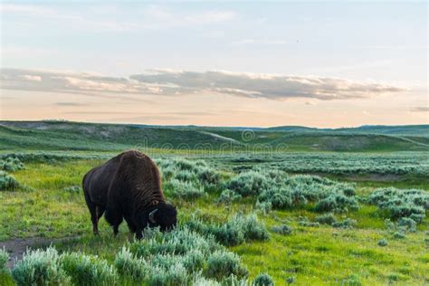 Wild Buffalo Herd Stock Image Image Of Dakota Badlands 1189355