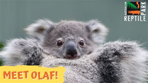 Meet Olaf Elsa The Koala S First Joey Australian Reptile Park