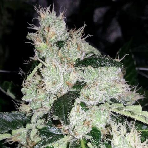 Original White Widow Ibl Seedfare Find The Perfect Seed At The